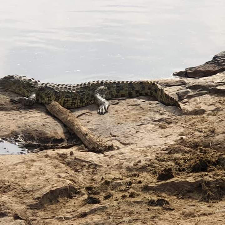 Nile crocodile basking on rocks beside the river in Tsavo