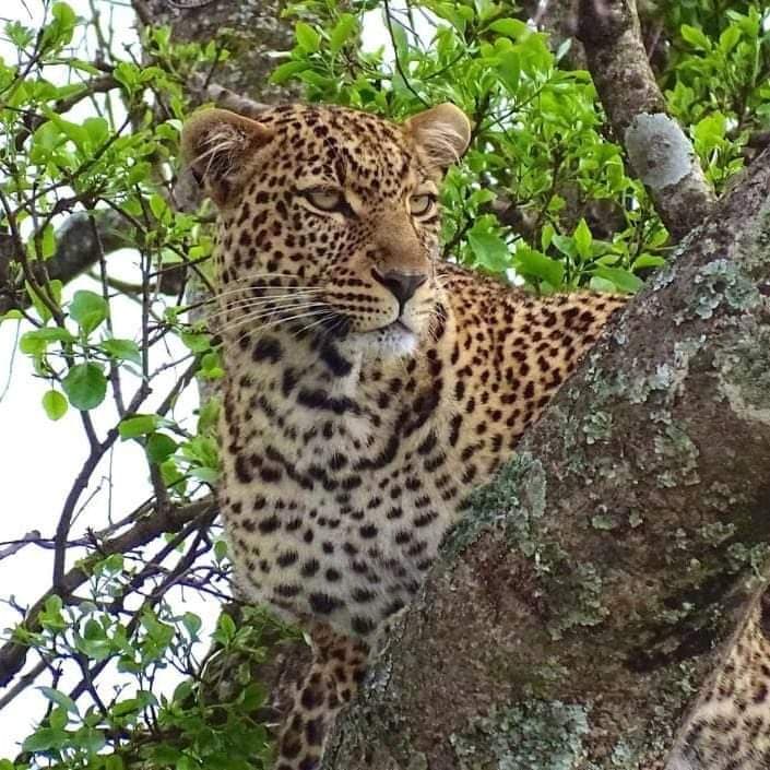 Leopard resting on a tree branch during a game drive