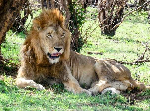 Male lion resting in green grass