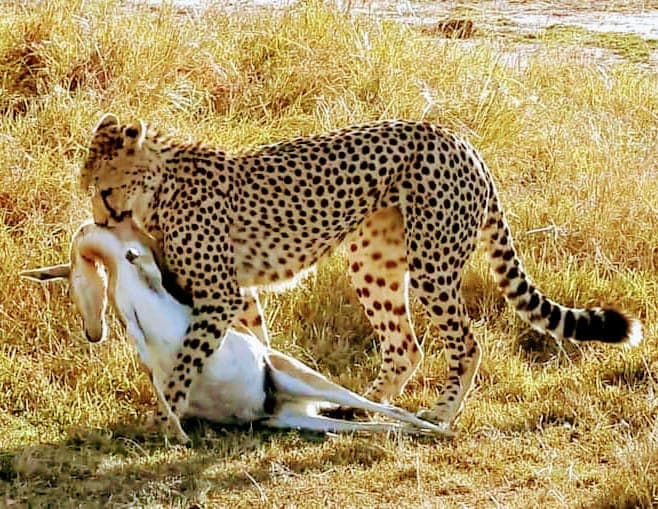 Cheetah standing over its impala kill