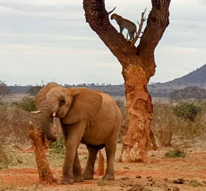 A red-dusted Tsavo elephant beside a tree with hills behind