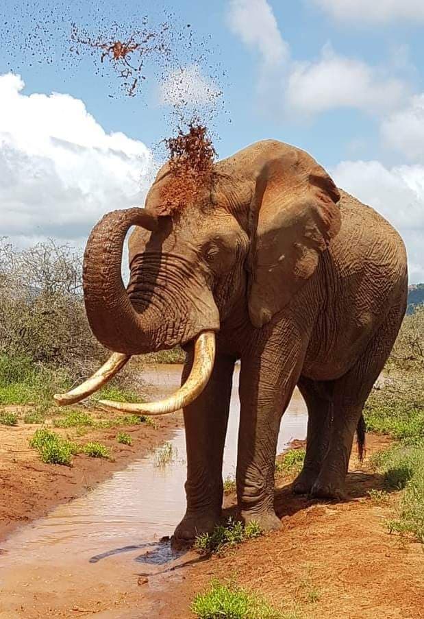 Elephant throwing red dust over its back at a waterhole