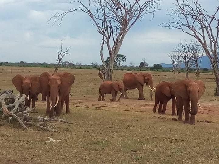 Elephant herd walking among dead trees on the plains