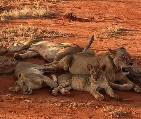 Lionesses and cubs resting together on red earth