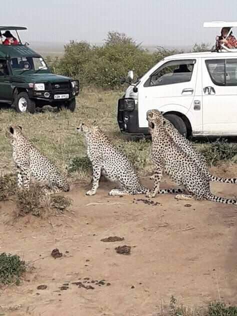 Three cheetahs resting close to safari vehicles