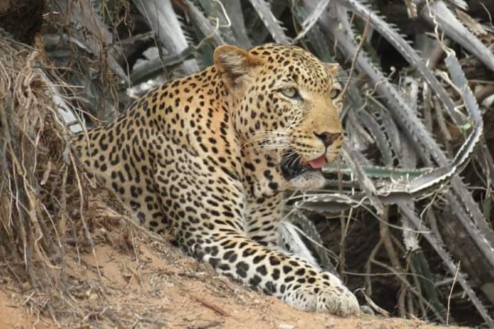 Leopard lying low in thick bush
