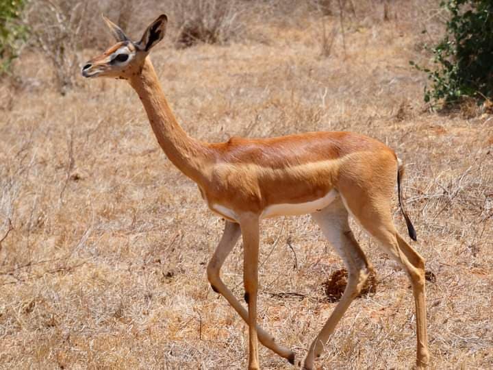 Gerenuk, the long-necked antelope of Tsavo