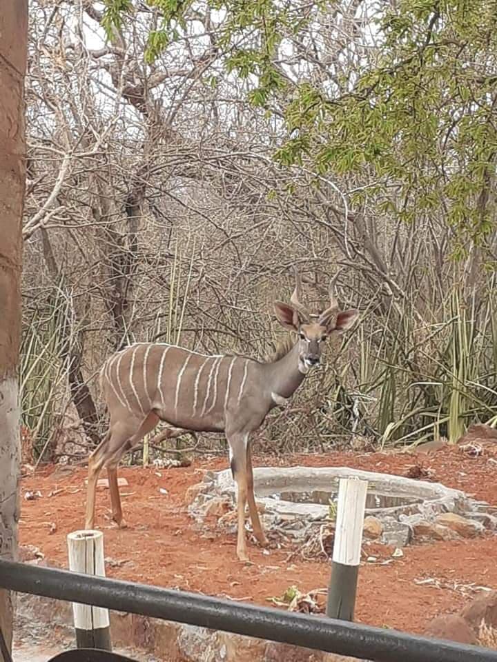 Lesser kudu at a lodge waterhole