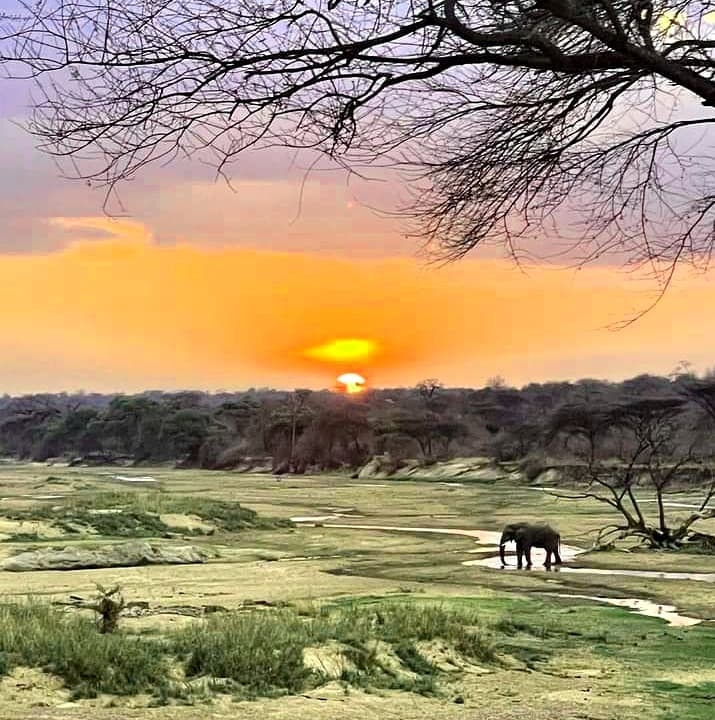 Sunset over the savannah with an elephant crossing the plains
