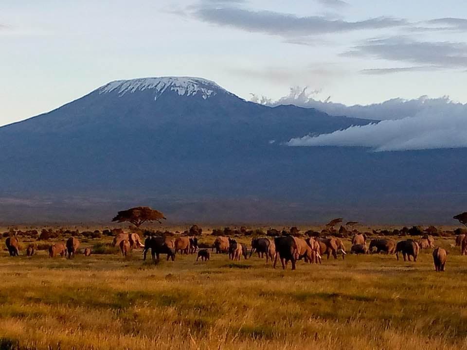 Mount Kilimanjaro rising above grazing herds in Amboseli