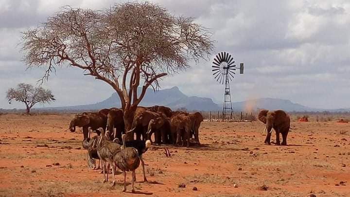 Elephants gathered under an acacia tree near a windmill in Tsavo East