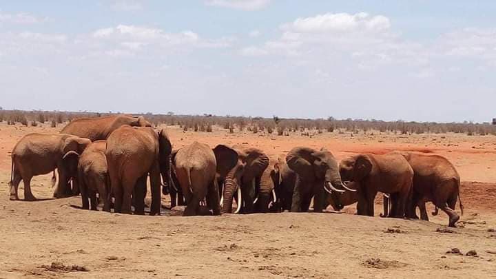 A large herd of red-dusted elephants in Tsavo East