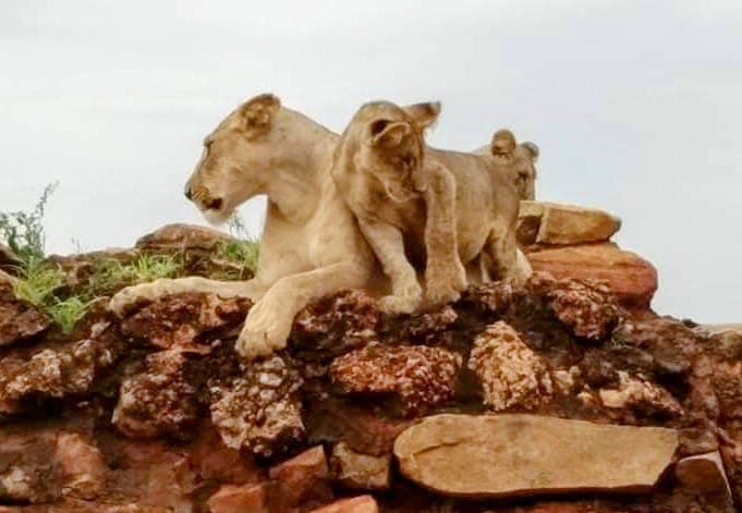 Two lionesses resting on a rocky outcrop