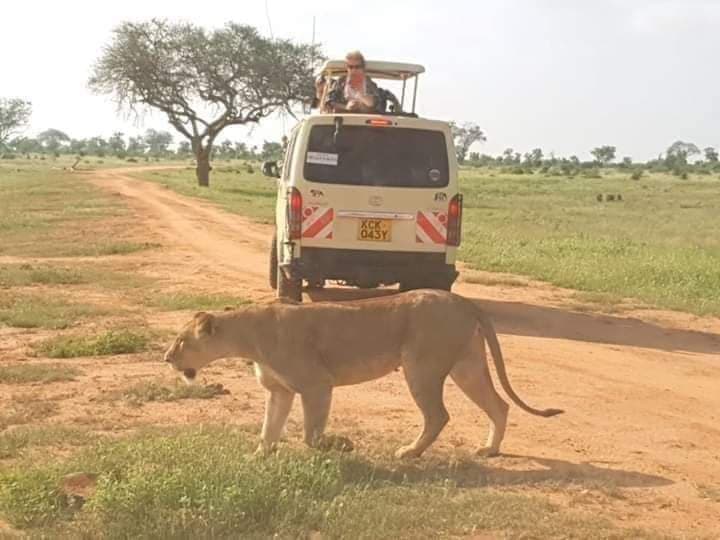 Lioness walking past a pop-up-roof safari van on a game drive
