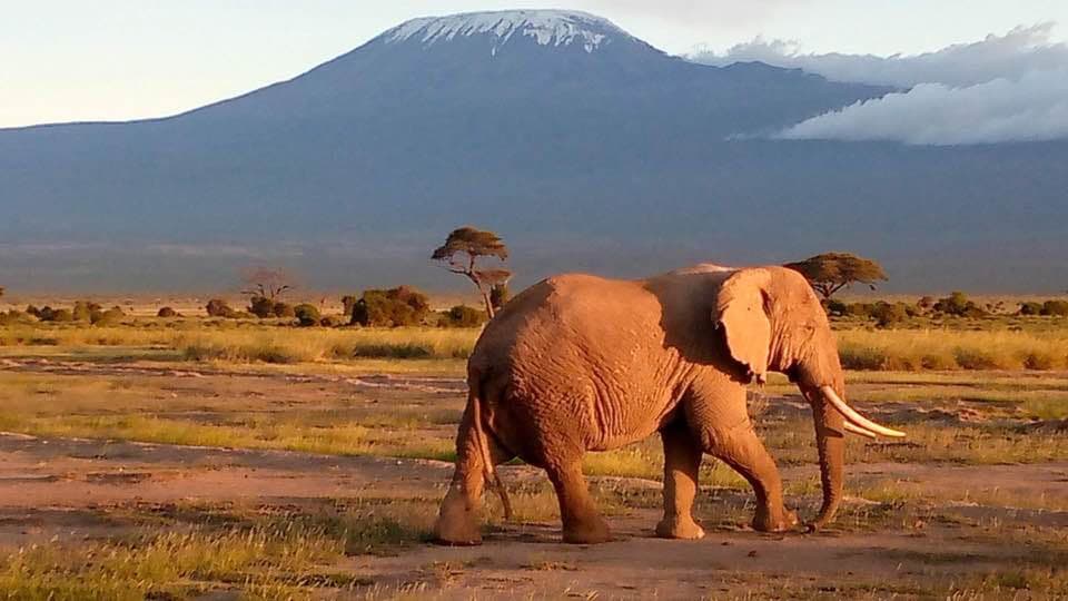 Elephant walking across Amboseli with Mount Kilimanjaro behind
