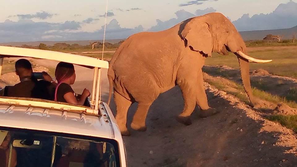 Guests watching an elephant at golden hour from their safari vehicle
